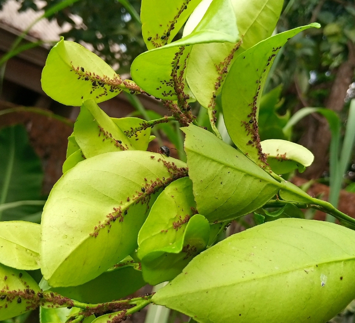 How To Protect Your Citrus Trees From Citrus Aphids