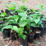 How to Grow Mulberry tree in Nigeria