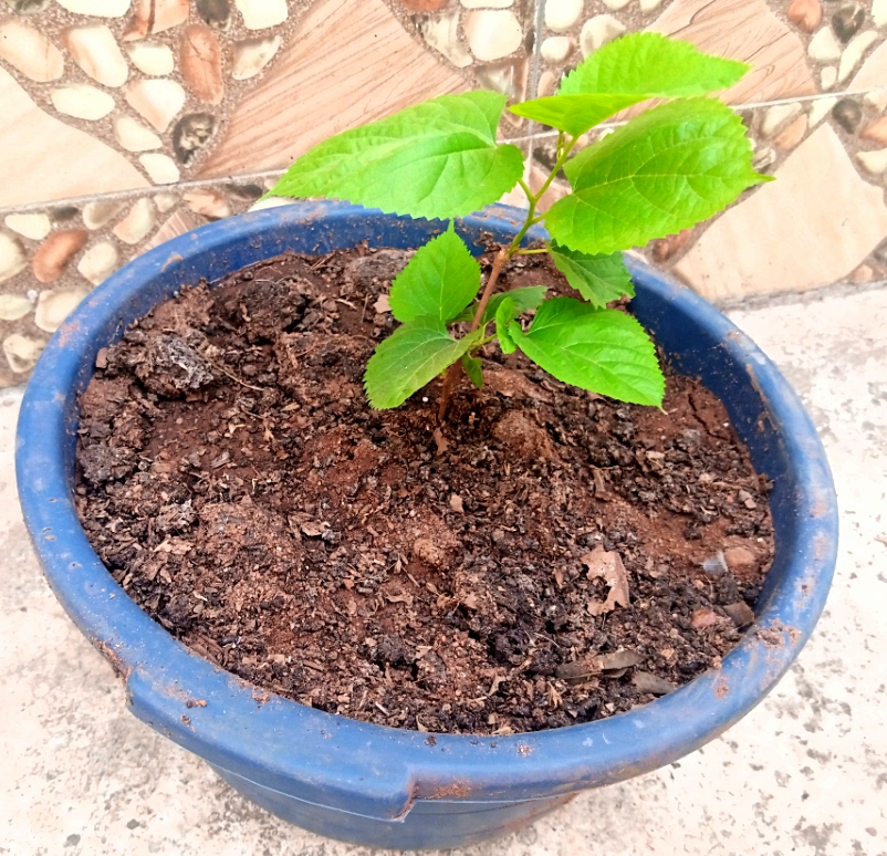 How To Grow Mulberry Fruit Tree In A Container
