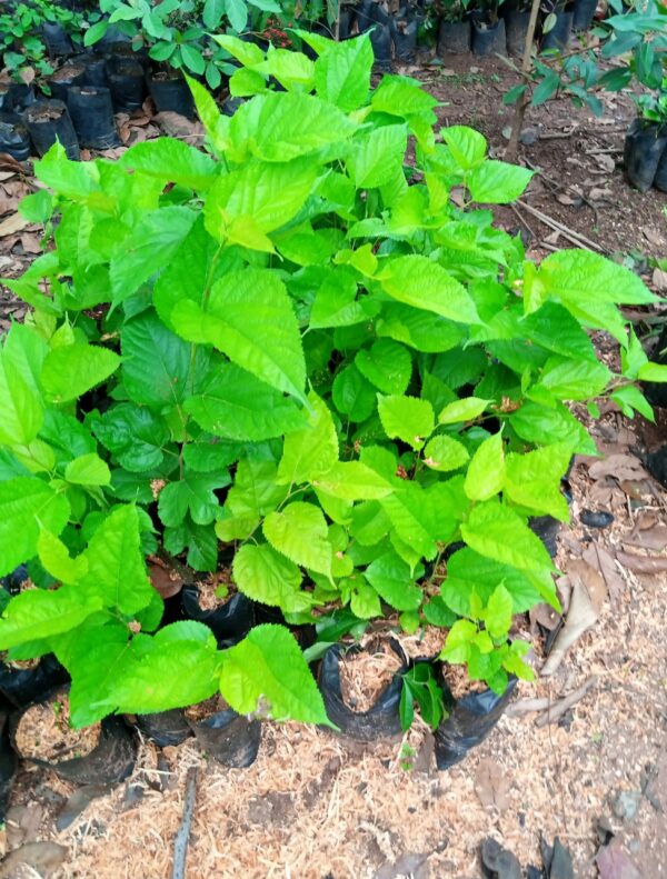 Mulberry seedling for sell in Nigeria