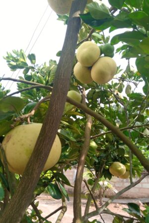 Shaddock/Pomelo (Citrus) Seedlings In Nigeria