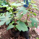 Guide To Growing Fig Trees In Nigeria
