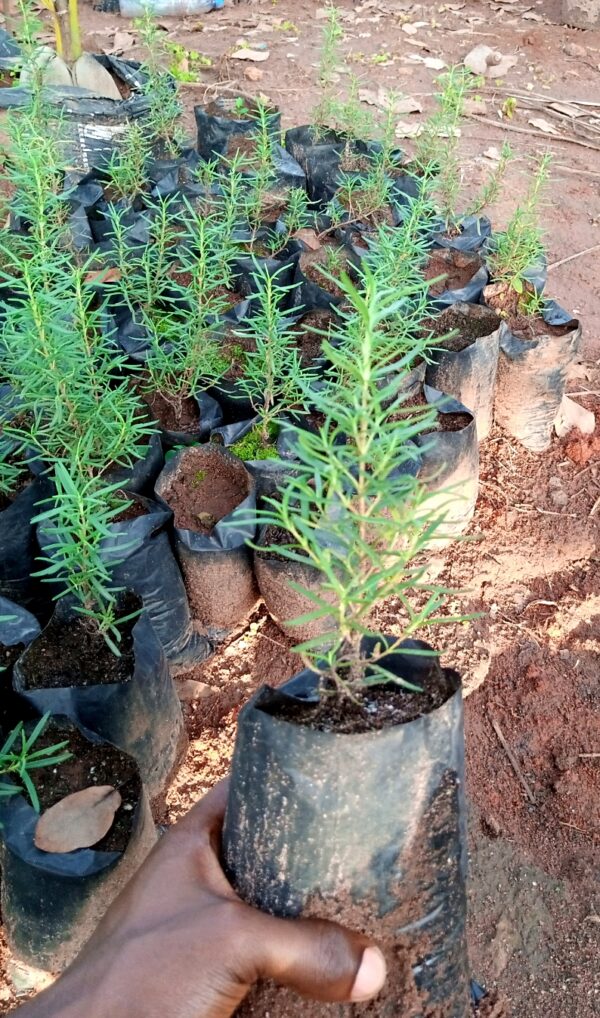 Rosemary Plant Seedlings