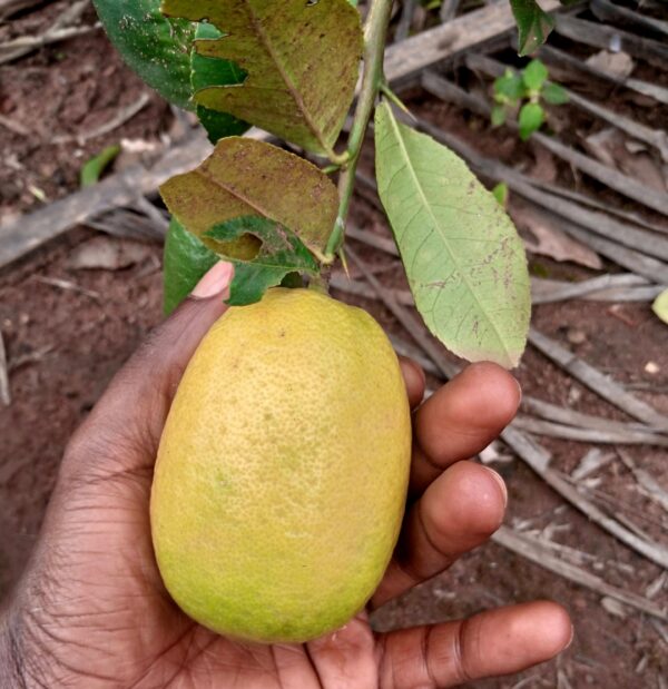 Kagji Bangladesh Lemon fruit
