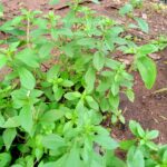 HOW TO GROW STEVIA IN A CONTAINER | STEVIA SUGAR PLANT