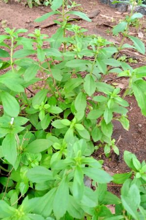Stevia plant seedlings