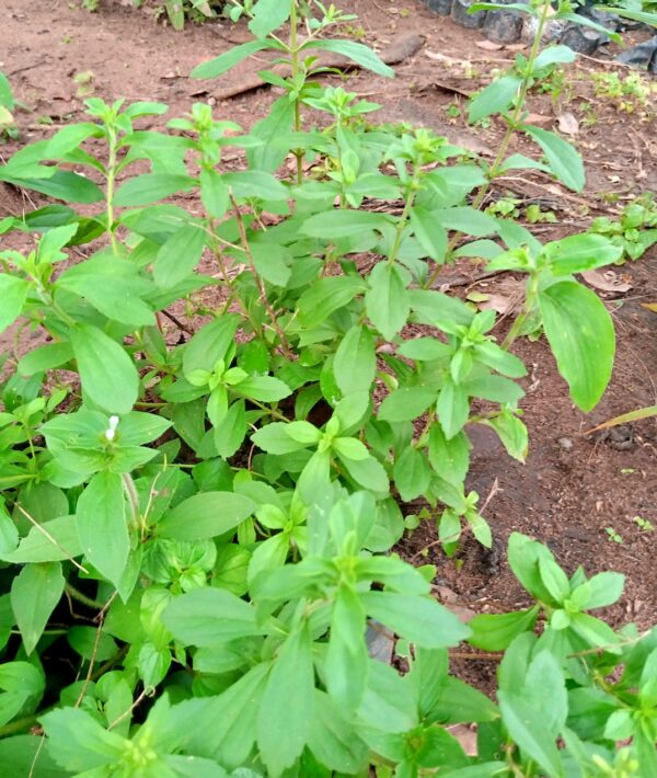 Stevia plant seedlings