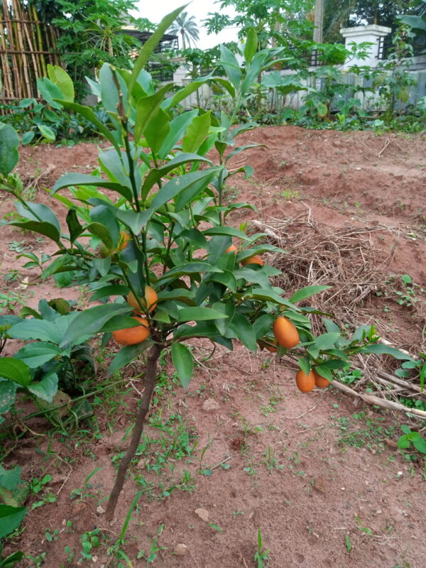 Kumquat (Citrus japonica) Seedling