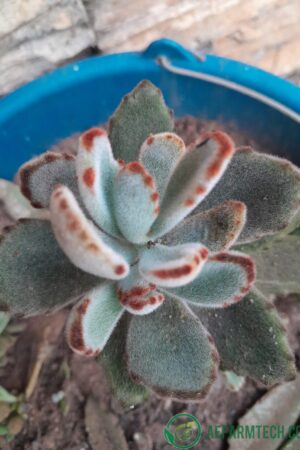 kalanchoe Tomentosa (Chocolate Soldier) Succulent