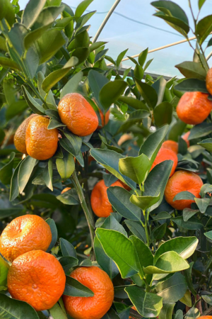 Cleopatra Mandarin (Citrus) Seedling