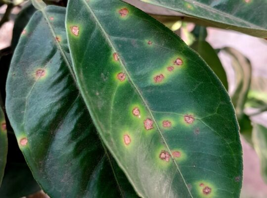 Citrus Canker Disease And Effective Management Strategies