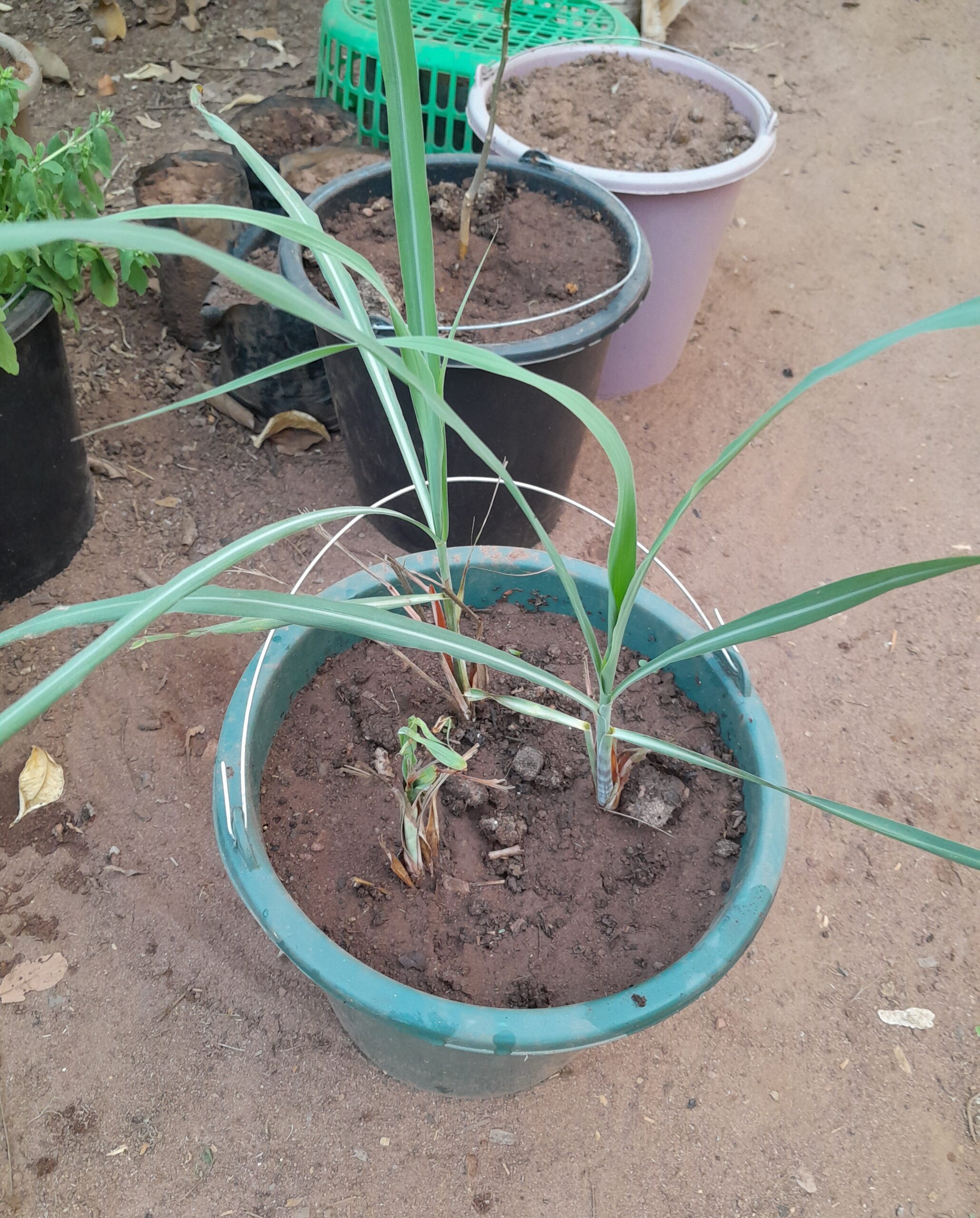 Grow Lemongrass In A Container