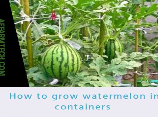 HOW TO GROW WATERMELON IN A CONTAINER