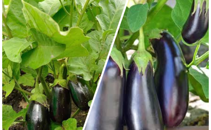 How to grow egg Plant in Nigeria