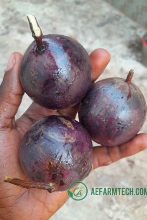 Purple Star Apple Seedlings