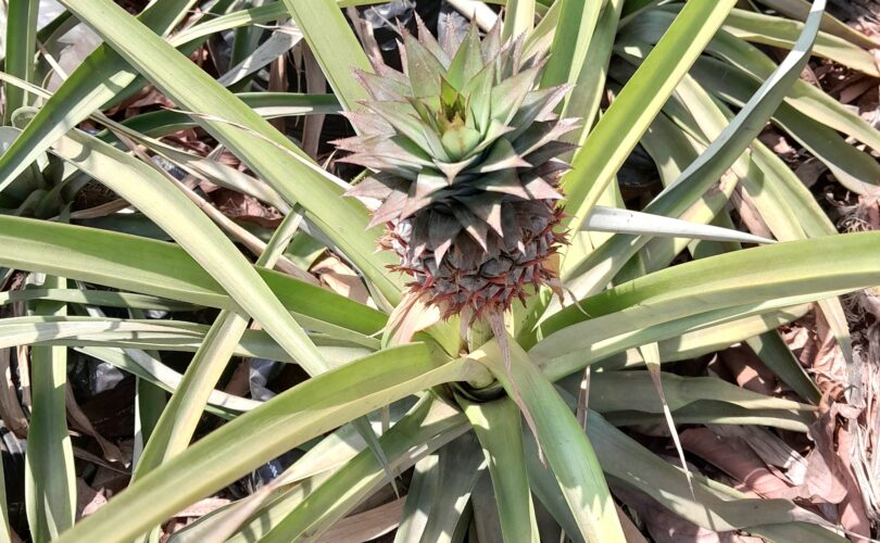 Best Way To Grow And Care For Pineapples In A Plastic Bag