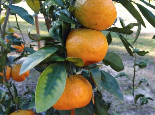 Ways to Grow and Care for a Satsuma Orange