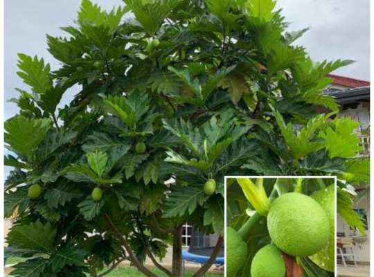 A Step-by-Step Guide to Growing Breadfruit Trees