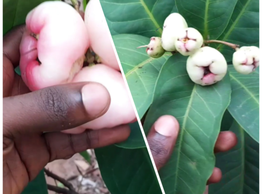 guide to growing Jambu Wax Apple in Nigeria