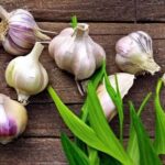 The Ultimate Guide to Growing Garlic in Nigeria