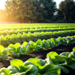 How To Start Lettuce Farming In Nigeria