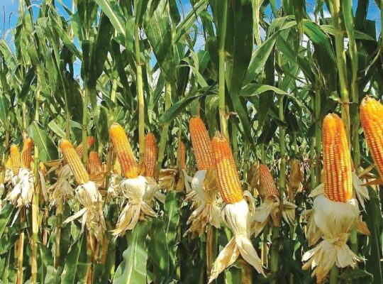 Maize Farming In Nigeria: A beginner's Guide To Success