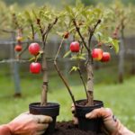 The Ultimate Guide To Grafting Fruit Trees: Techniques And Tips
