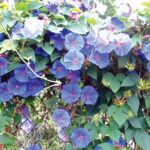 Growing And Caring For Morning Glory Flowers