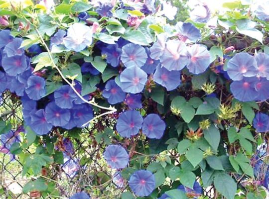 Growing And Caring For Morning Glory Flowers