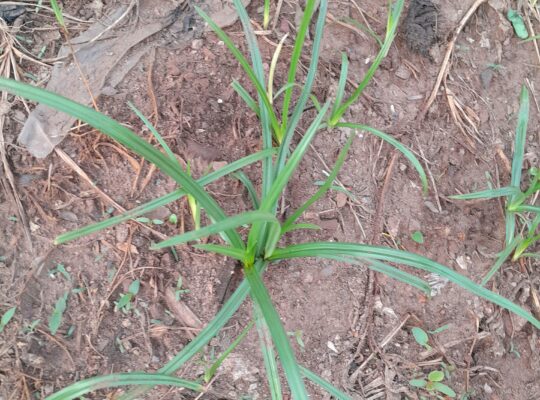 How To Control Purple Nutsedge On Your Lawn