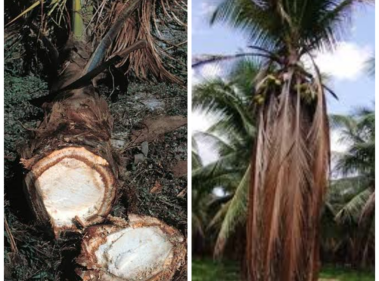 Coconut Red Ring Nematode: Identification & Management