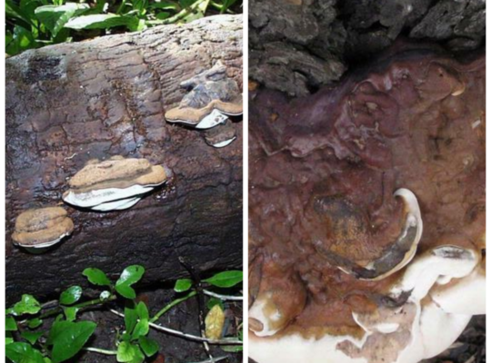 Coconut Ganoderma Butt Rot: Identification & Management