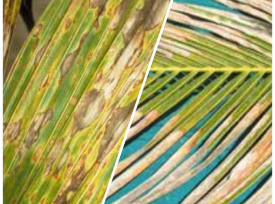 Coconut Gray Leaf Blight: Identification & Management