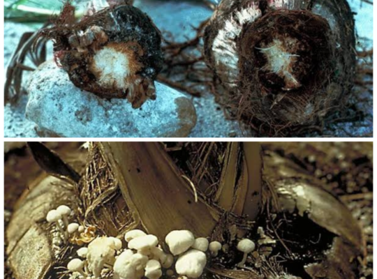 Coconut Lethal Bole Rot: Identification & Management
