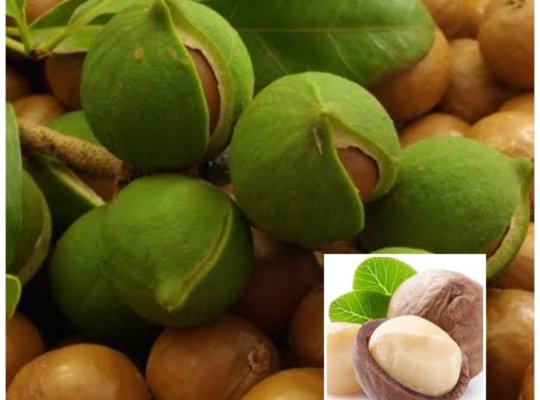 Delightfully Nutritious Macadamia Nuts