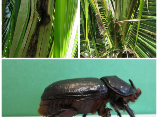 Coconut Rhinoceros Beetle: Identification & Management