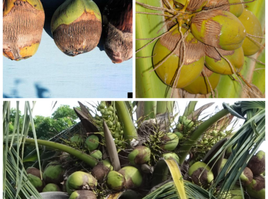 Coconut Eriophyid Mite: Identification & Management of Aceria guerreronis
