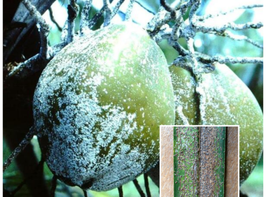 Coconut Scale: Damages, and Effective Management