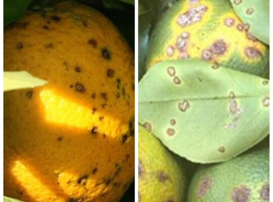 The Difference Between Citrus Canker And Black Spot Disease