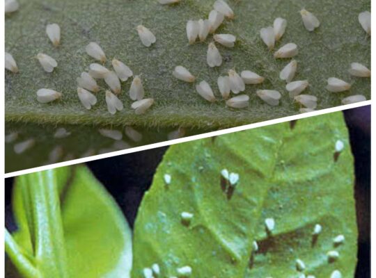 Citrus Whitefly: Identification Effects and Control