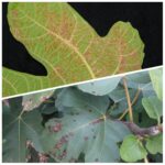 Treating And Preventing Fig Anthracnose