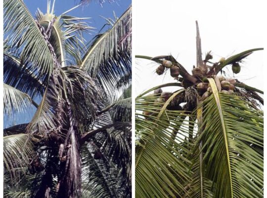 Coconut Phytophthora Bud Rot And Nutfall