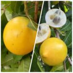 Growing Abiu Fruit In Nigeria