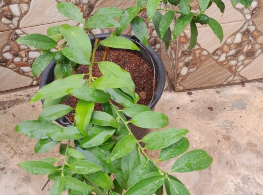 How To Grow Kumquat Tree In A Container