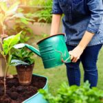 The Best Time To Water Young Plants