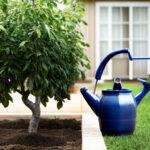 When and How Often Should You Water Your Fruit Trees?