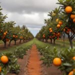 Optimal Spacing And Plant Density In Orange Plantations
