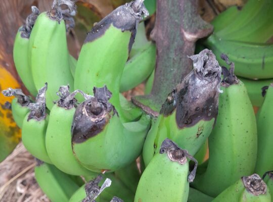 Understanding and Managing Banana Cigar End Rot