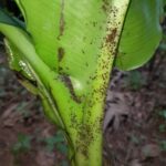 Banana Aphid: Threat to Banana Plants