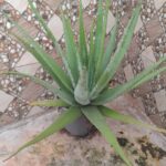How To Grow Aleo Vera In Container